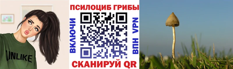 Псилоцибиновые грибы Cubensis  Купить  Мензелинск 